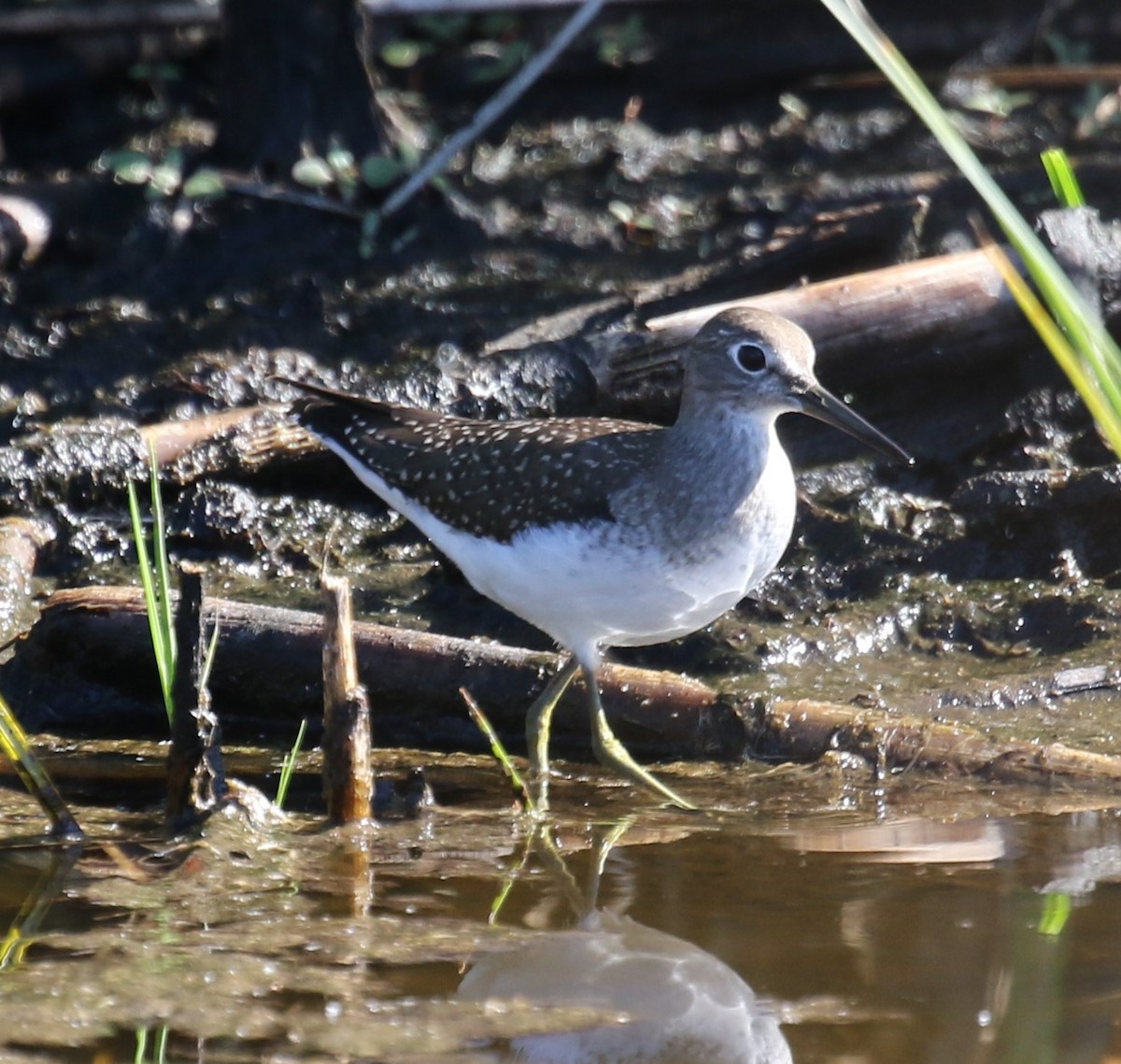 Solitary Sandpiper - ML623666513