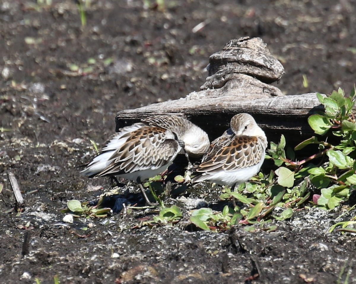 Western Sandpiper - ML623666528