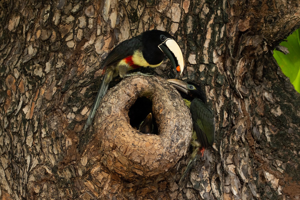 Black-necked Aracari - ML623666539