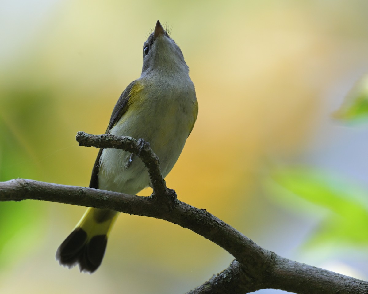 American Redstart - dennis derby