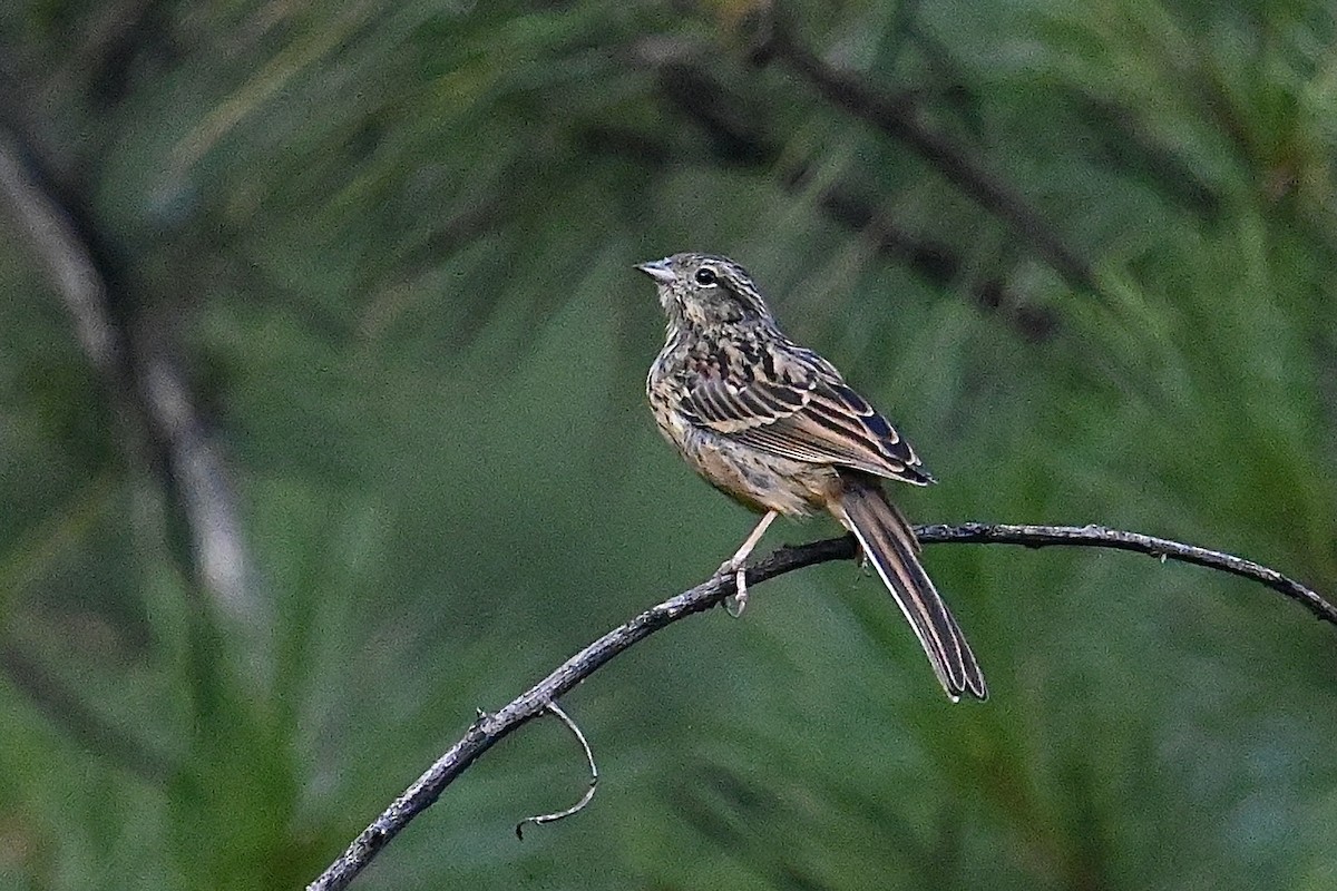 Godlewski's Bunting - ML623666548