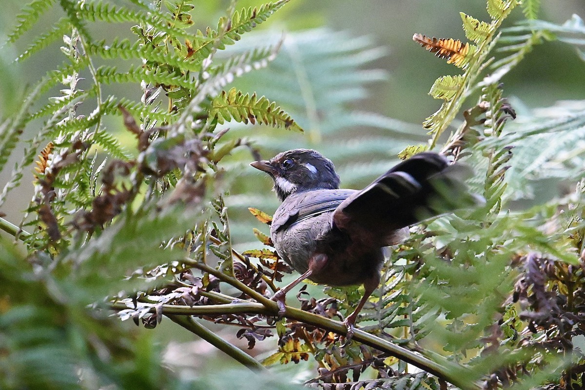 Prince Henry's Laughingthrush - ML623666557