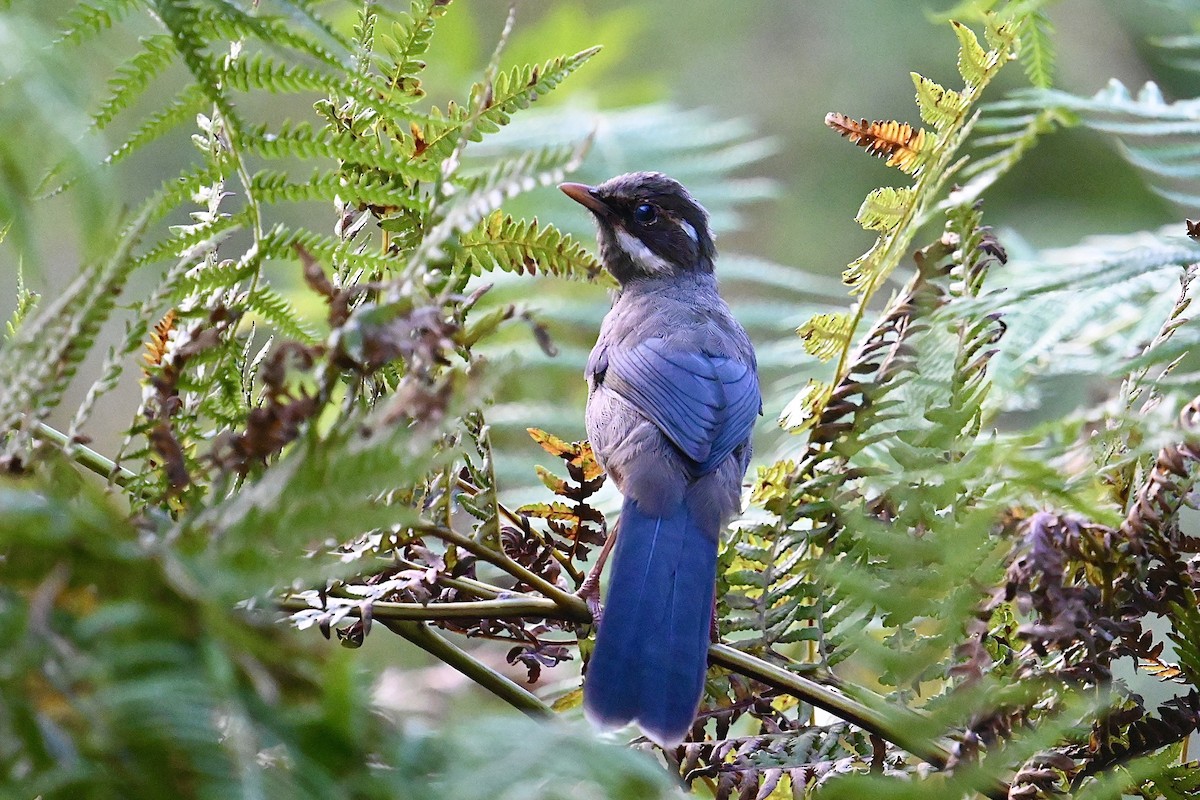 Prince Henry's Laughingthrush - ML623666559