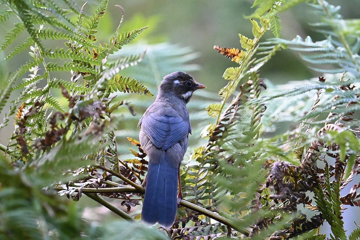 Prince Henry's Laughingthrush - Dong Qiu