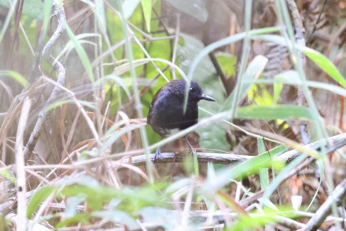 Zimmer's Antbird - ML623666575