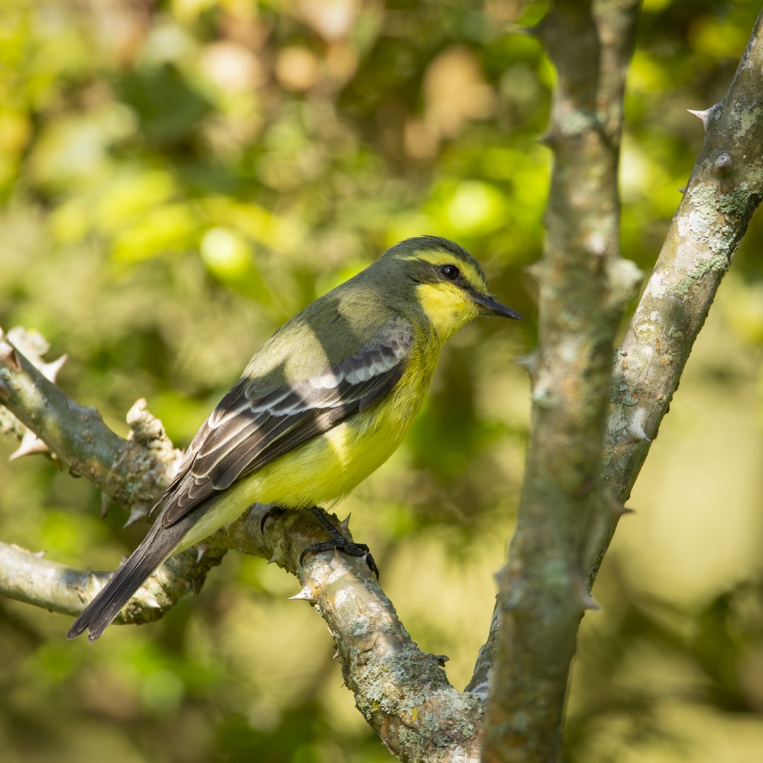 Yellow-browed Tyrant - ML623666613