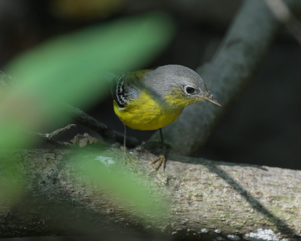 Magnolia Warbler - ML623666617