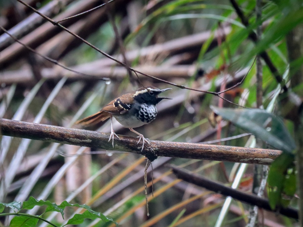 White-bibbed Antbird - ML623666631