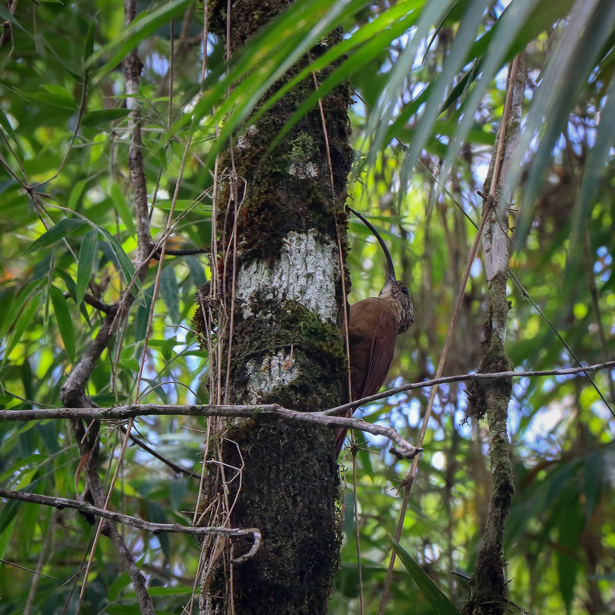 Black-billed Scythebill - ML623666633