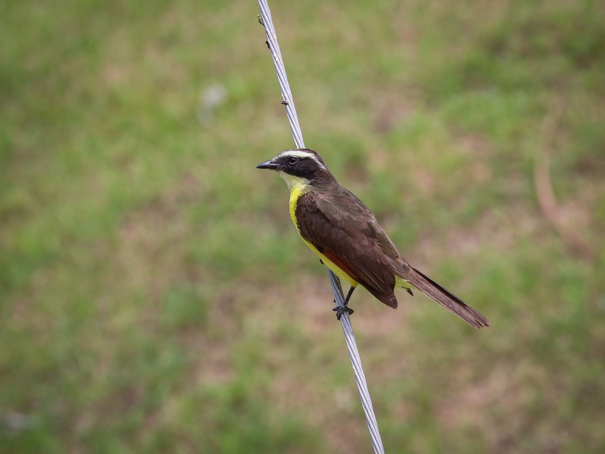 Rusty-margined Flycatcher - ML623666636