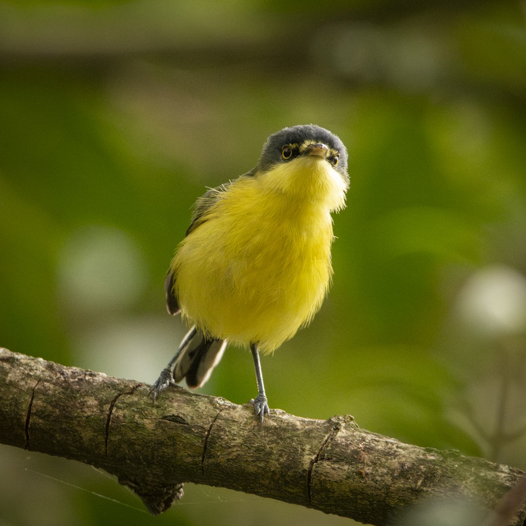 Common Tody-Flycatcher - Caio Osoegawa