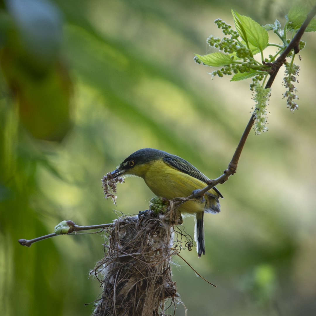 Common Tody-Flycatcher - ML623666652