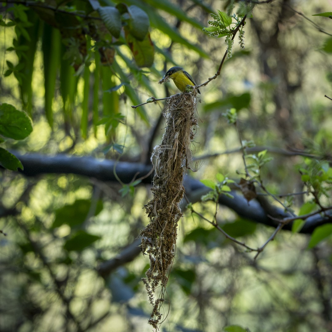 Common Tody-Flycatcher - ML623666653