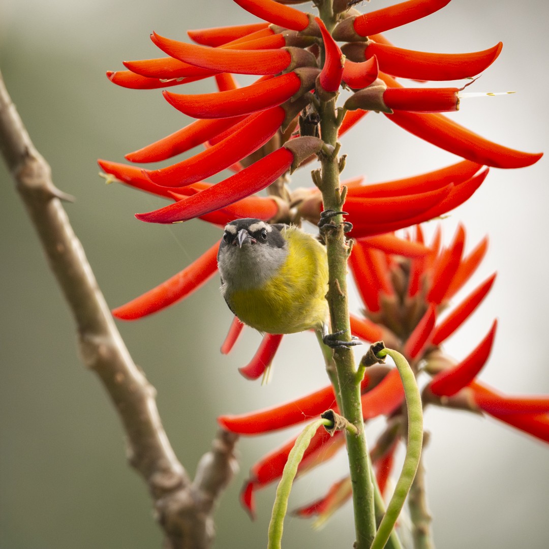 Bananaquit - ML623666657