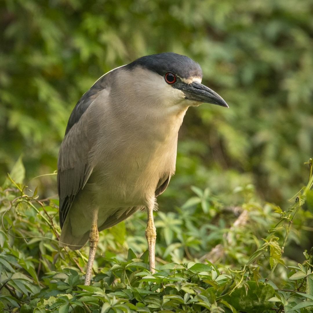 Black-crowned Night Heron - ML623666661