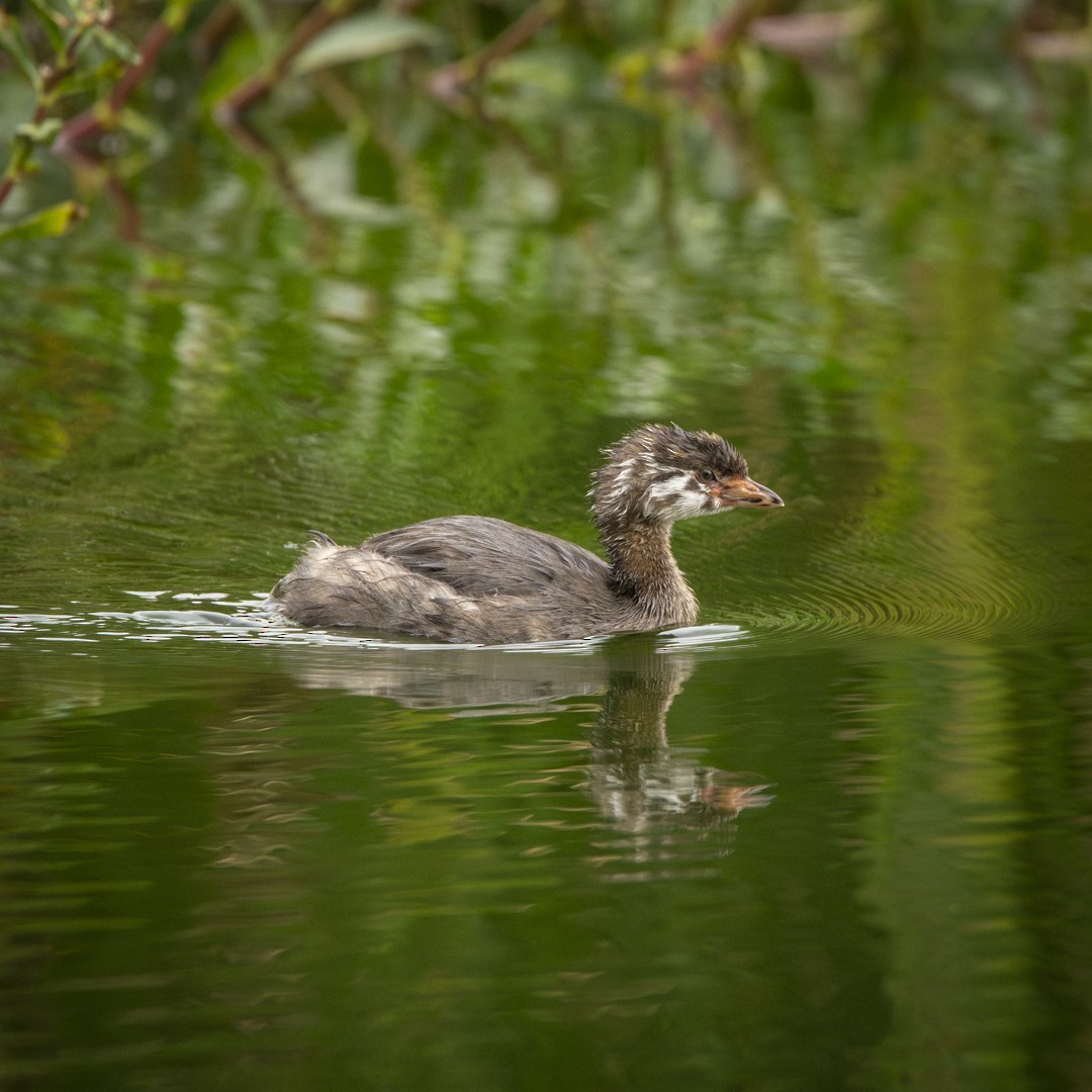 Pied-billed Grebe - ML623666668