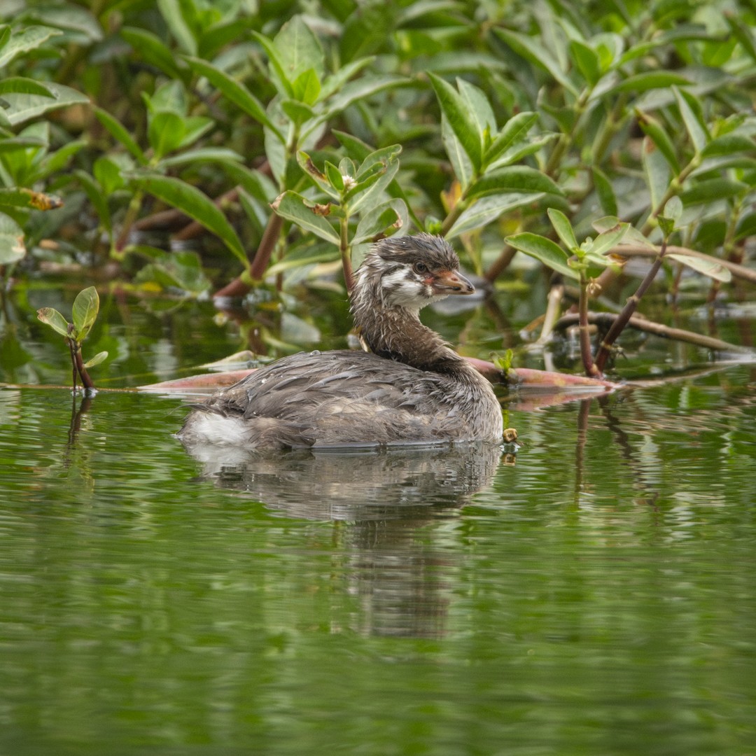 Pied-billed Grebe - ML623666670