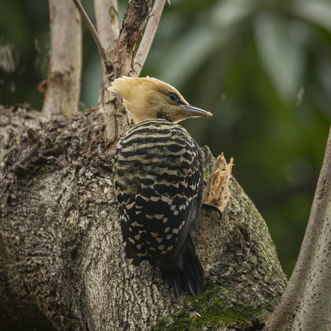 Blond-crested Woodpecker - Caio Osoegawa