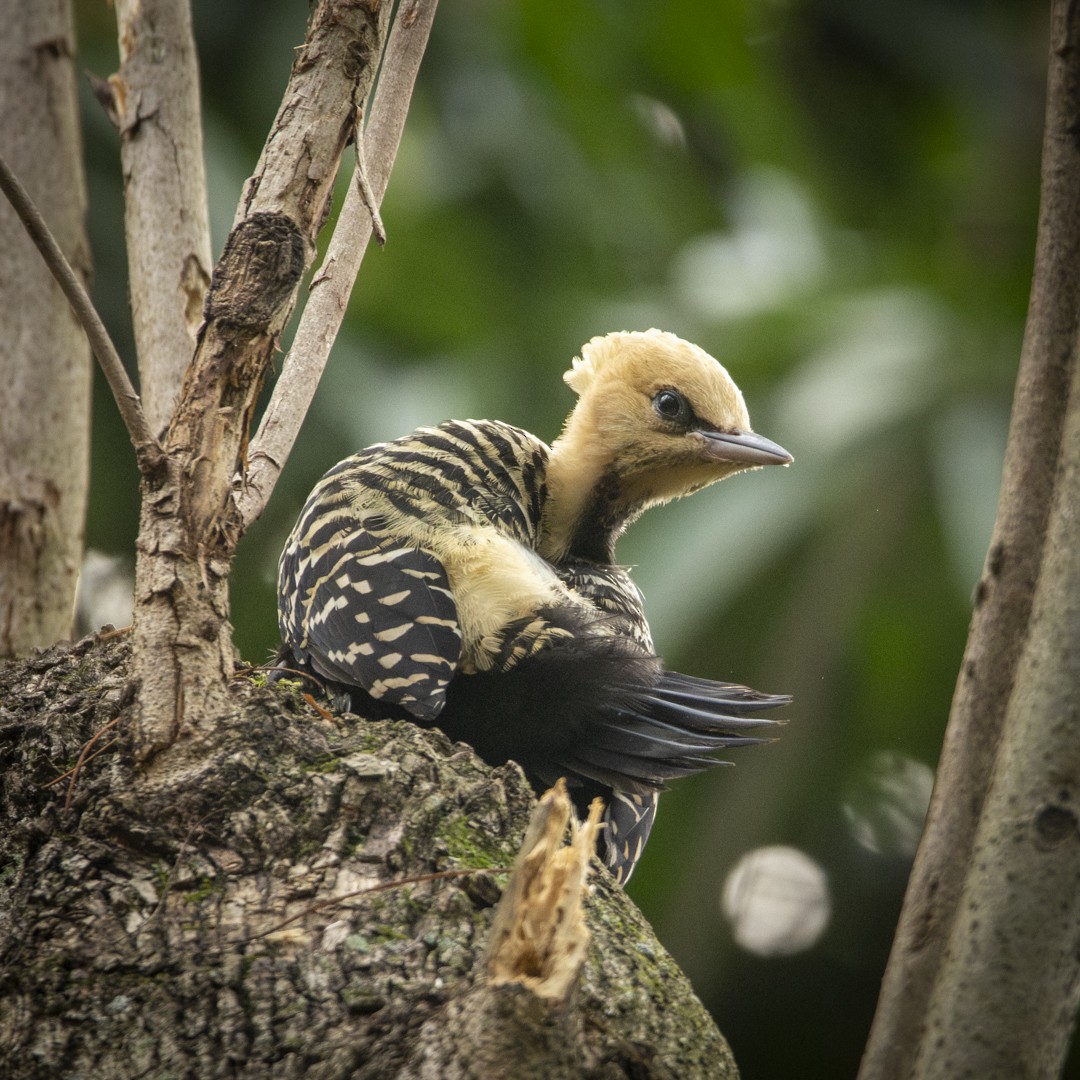 Blond-crested Woodpecker - ML623666679