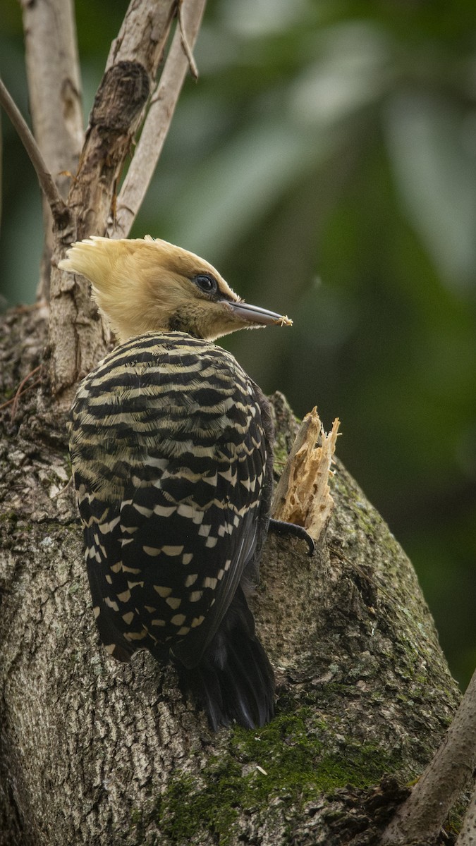 Blond-crested Woodpecker - Caio Osoegawa