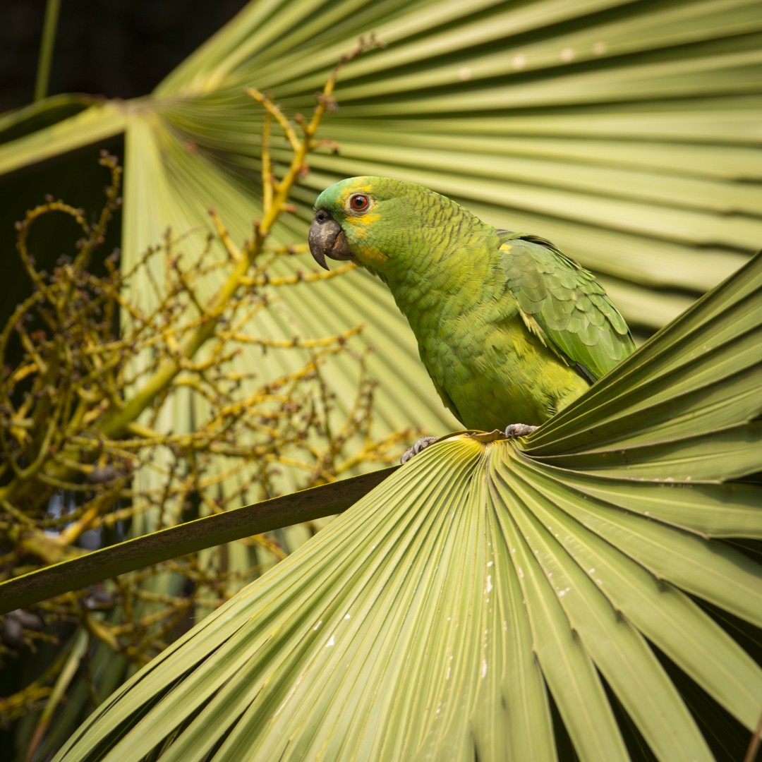 Turquoise-fronted Parrot - ML623666688