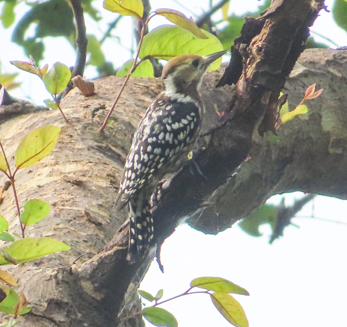 Yellow-crowned Woodpecker - ML623666710