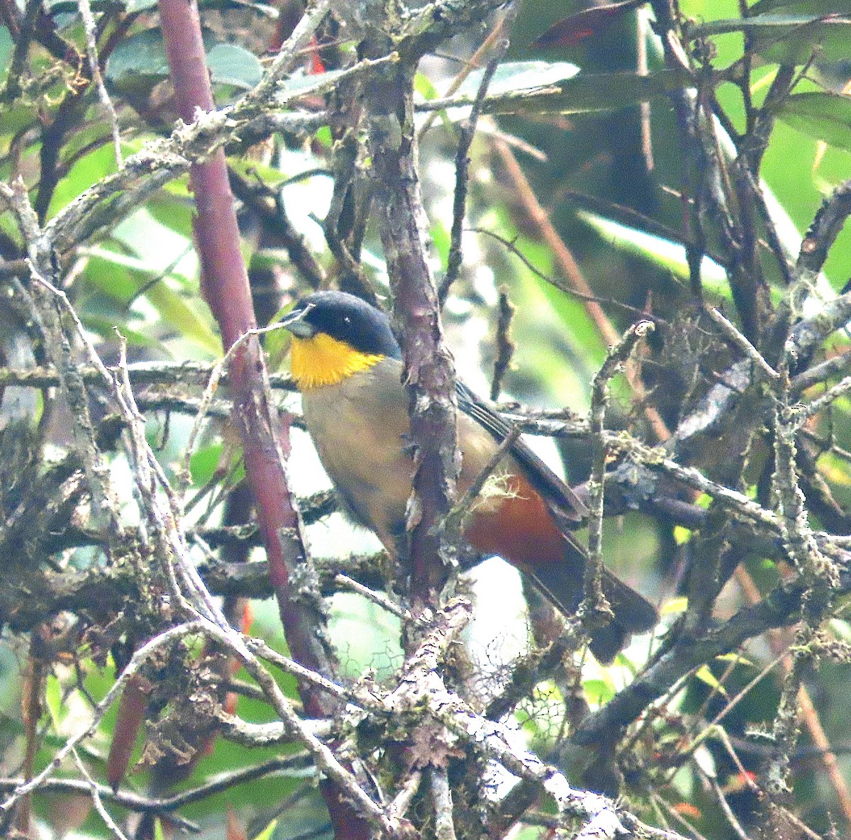 Yellow-throated Tanager - ML623666760