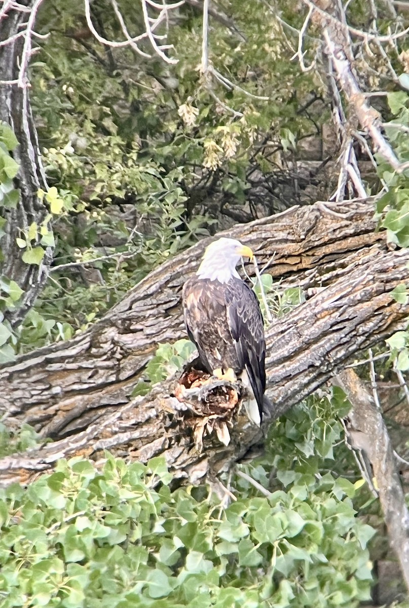 Bald Eagle - ML623666769