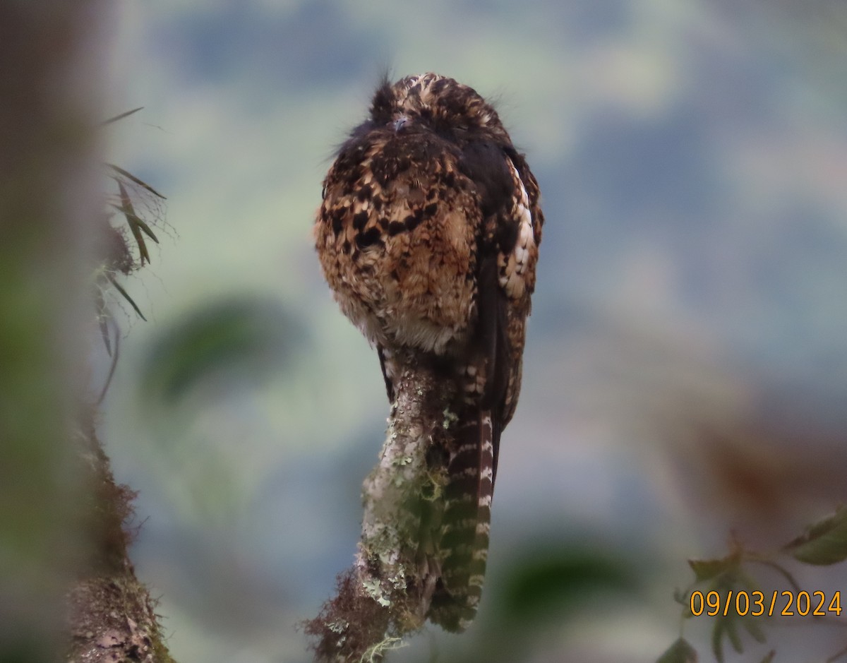 Andean Potoo - ML623666797