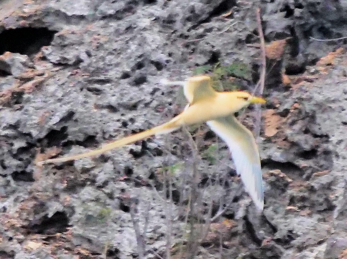 faeton pruhokřídlý (ssp. fulvus) - ML623666827