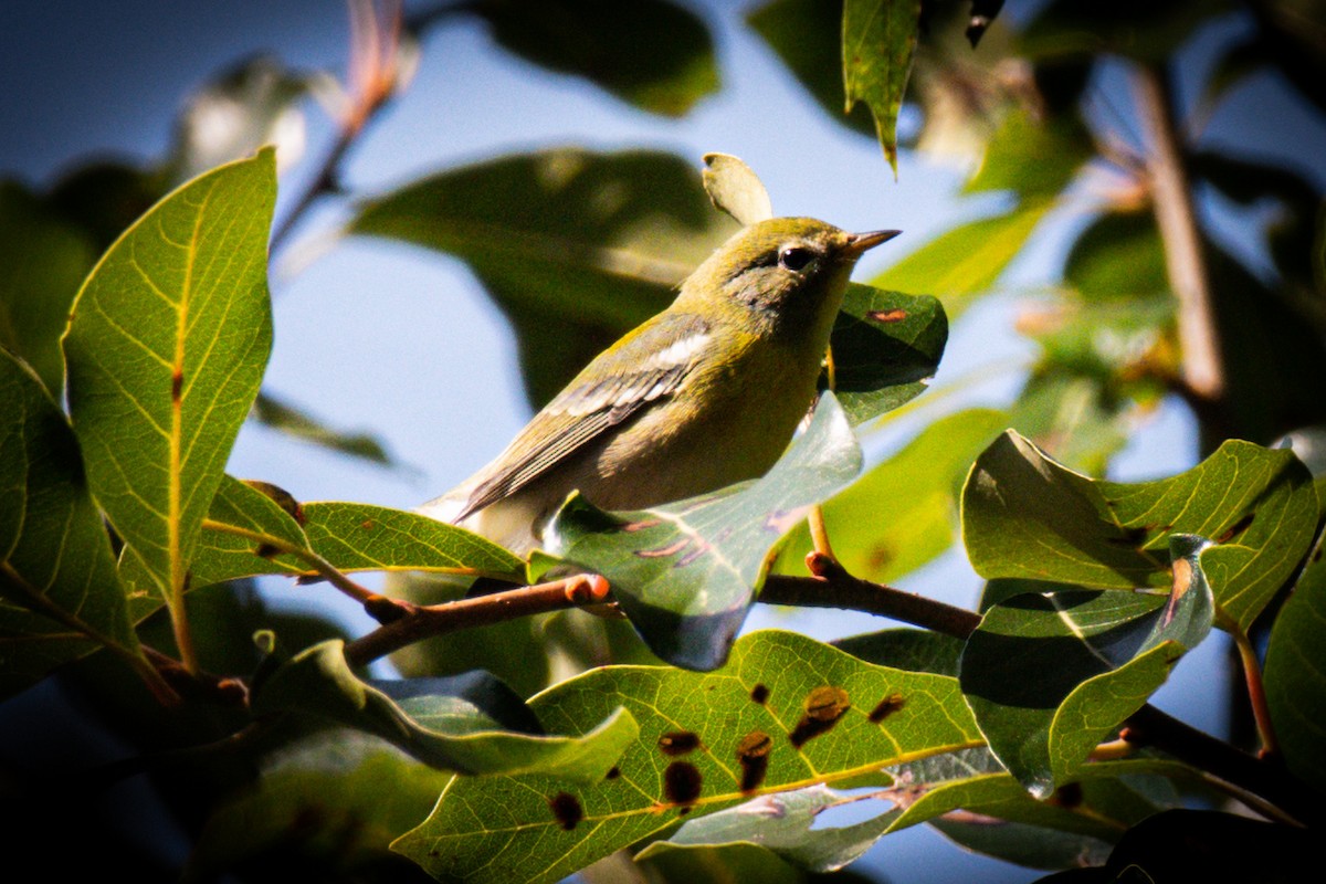 Northern Parula - ML623666849