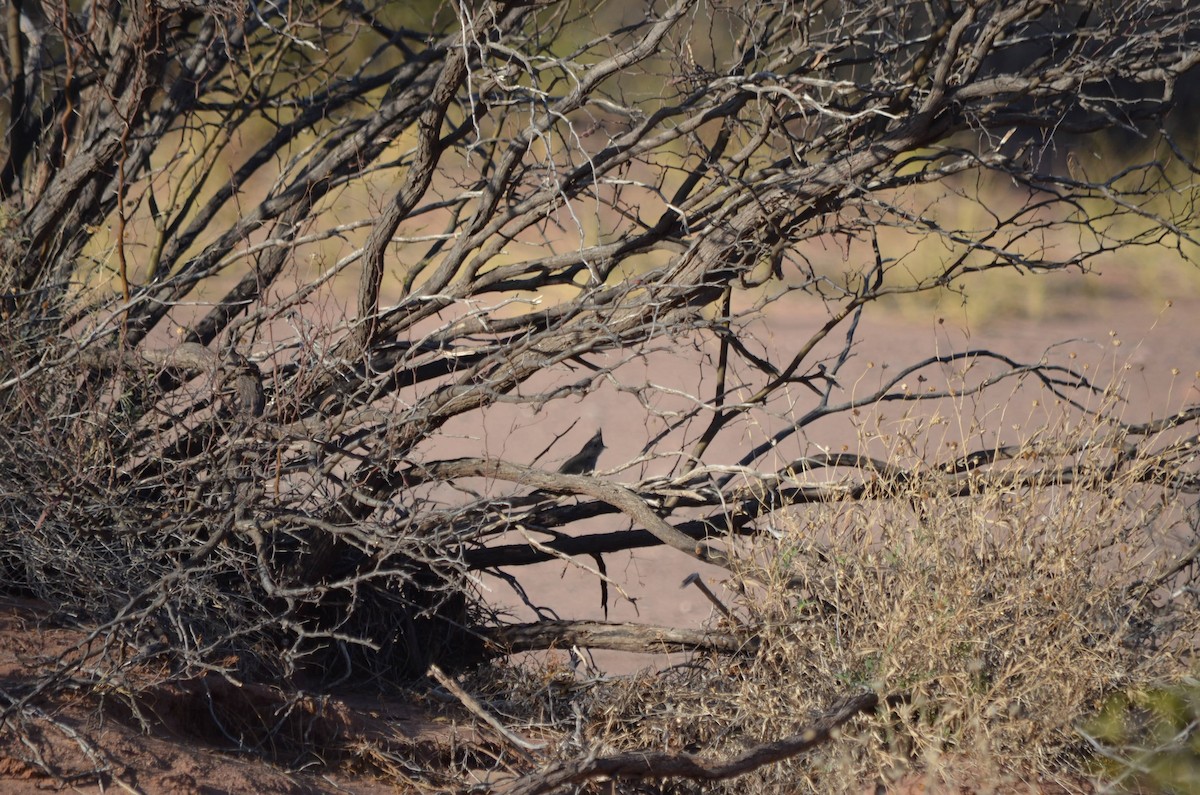 Crested Gallito - ML623666899