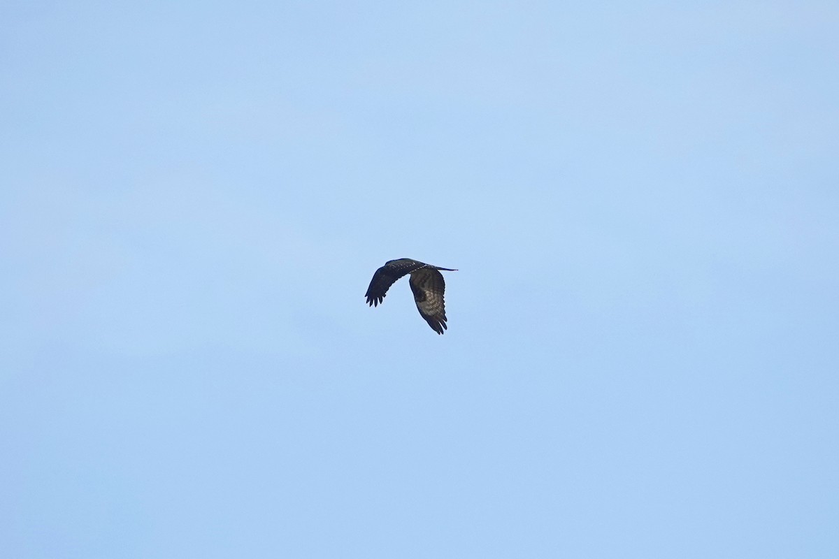 European Honey-buzzard - ML623666926