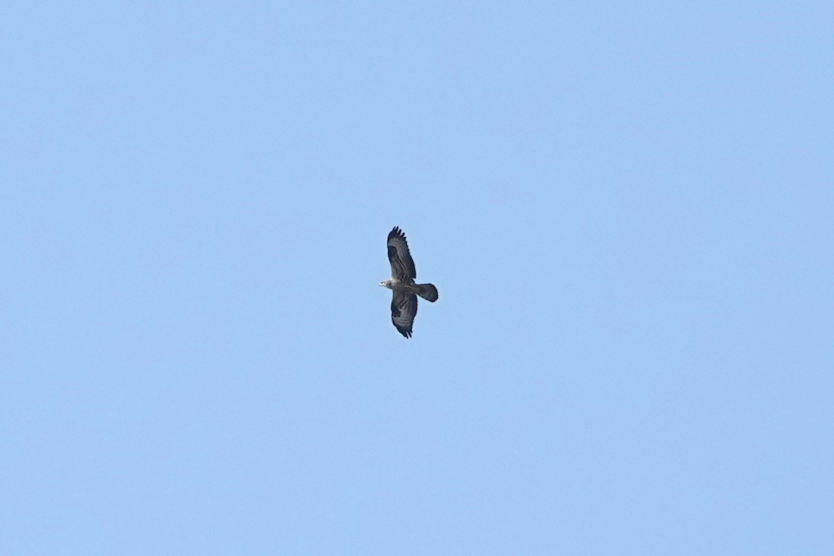 European Honey-buzzard - ML623666931