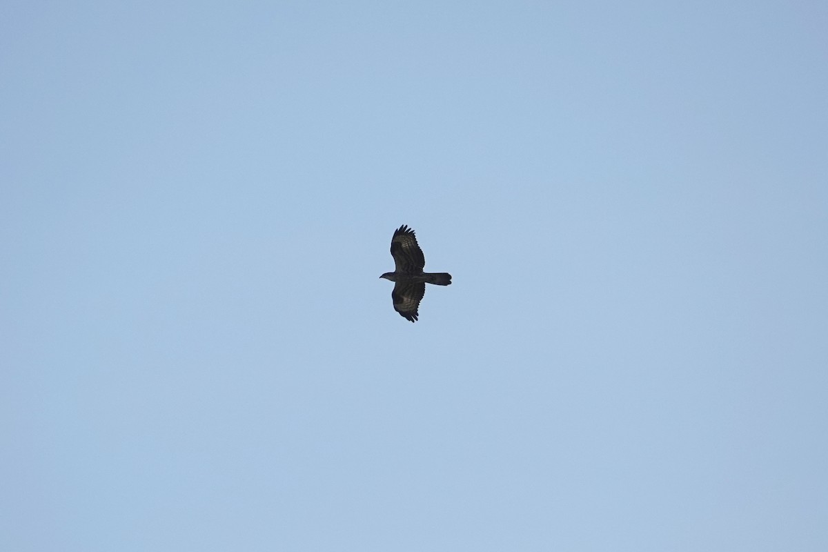 European Honey-buzzard - ML623666932