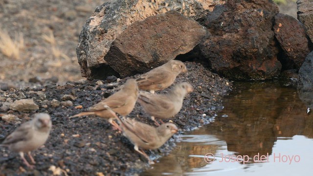 Trumpeter Finch - ML623666938