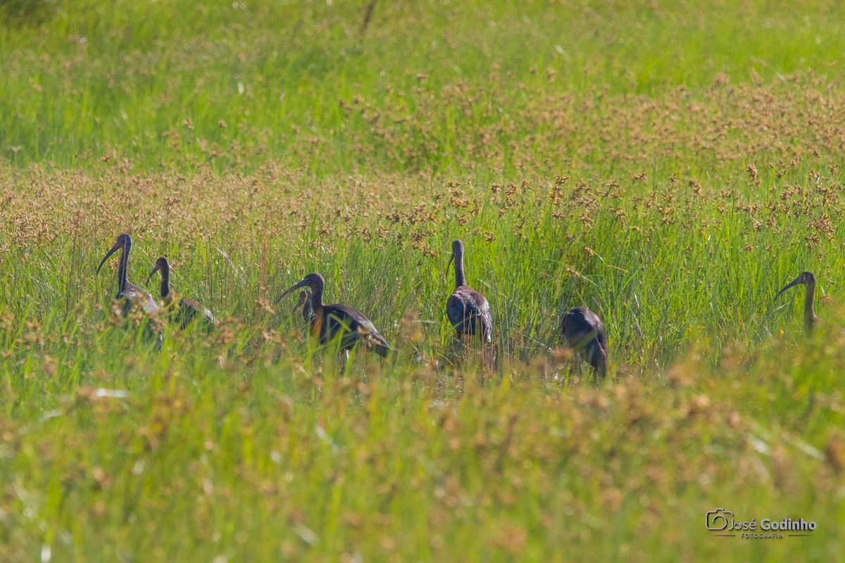 Glossy Ibis - ML623666940