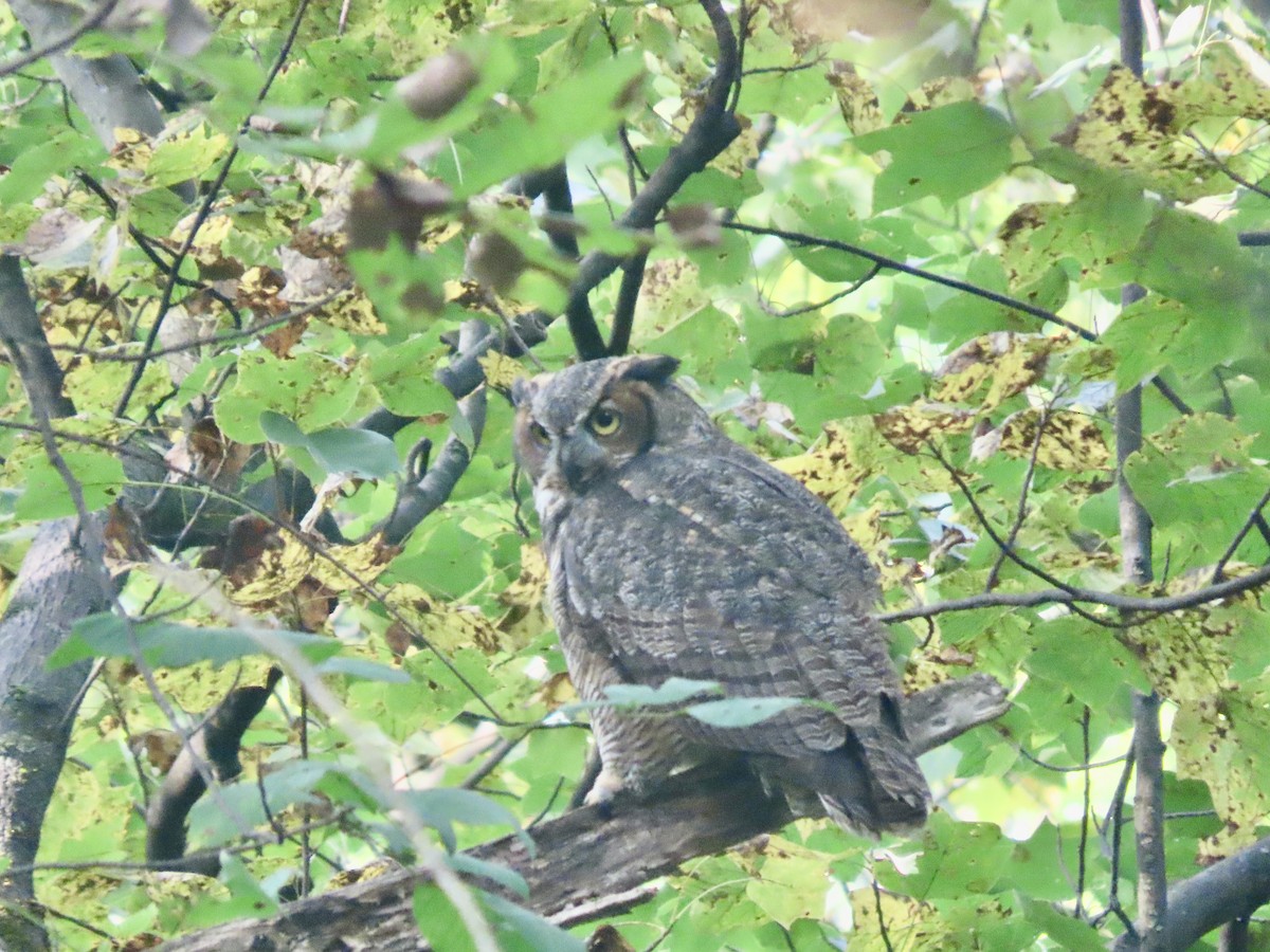 Great Horned Owl - Roy Howard