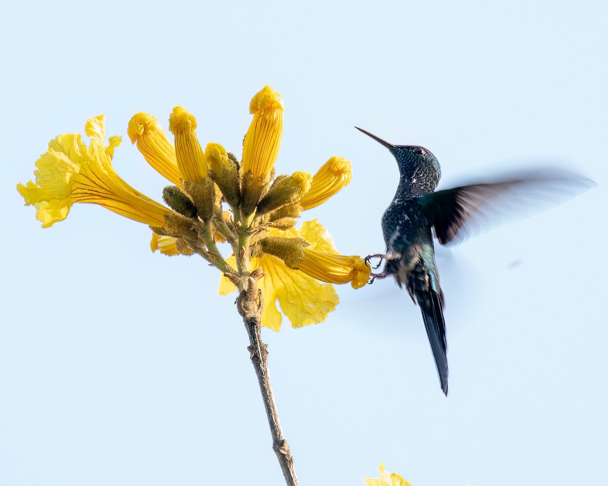 Violet-capped Woodnymph - ML623667117