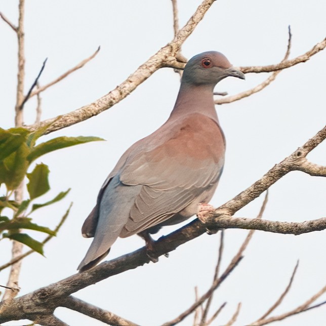 Pale-vented Pigeon - ML623667120