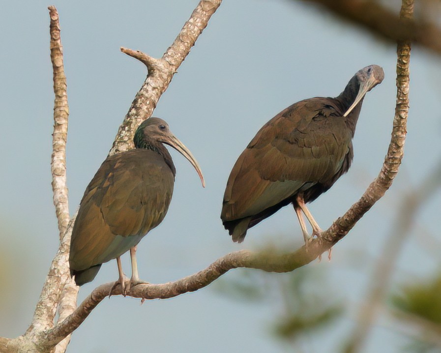 Green Ibis - ML623667131