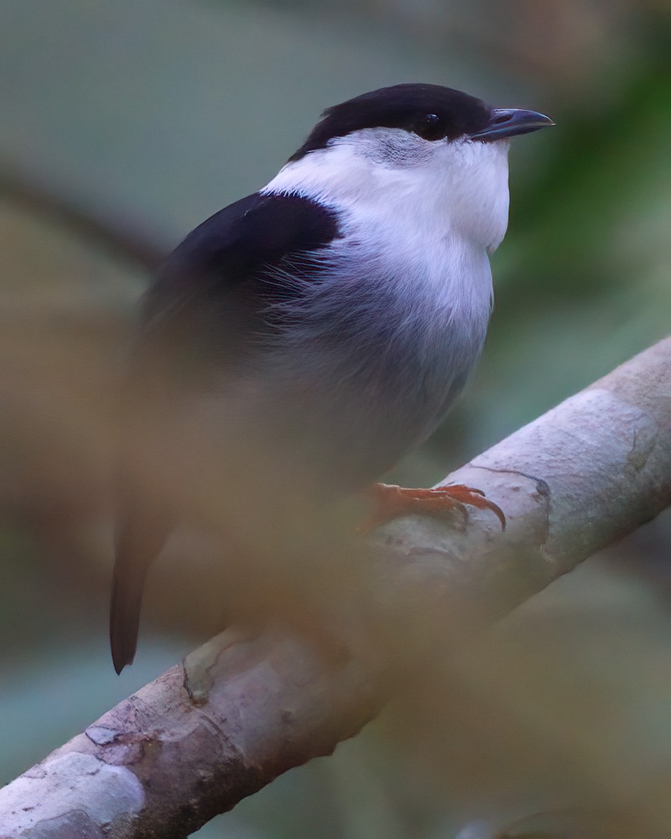 White-bearded Manakin - ML623667135