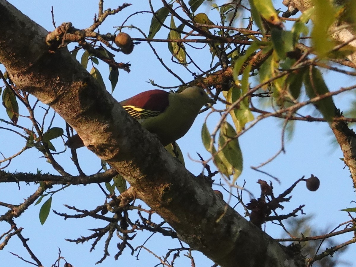 Gray-fronted Green-Pigeon - ML623667141