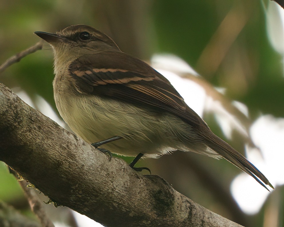 Fuscous Flycatcher - ML623667142