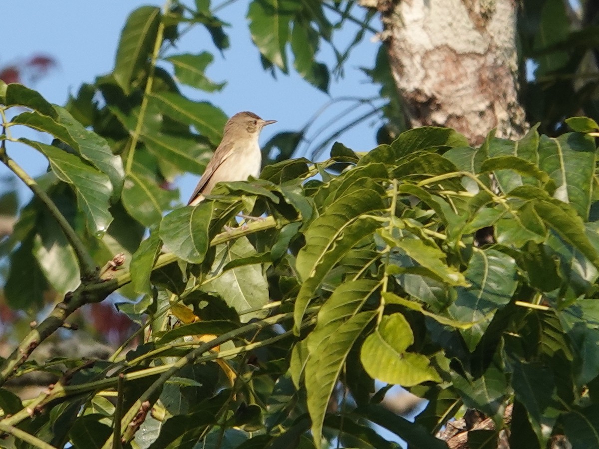 Blyth's Reed Warbler - ML623667157