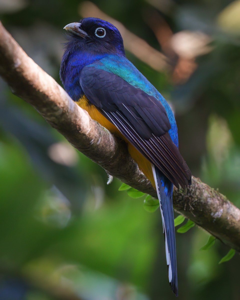 Green-backed Trogon - ML623667175