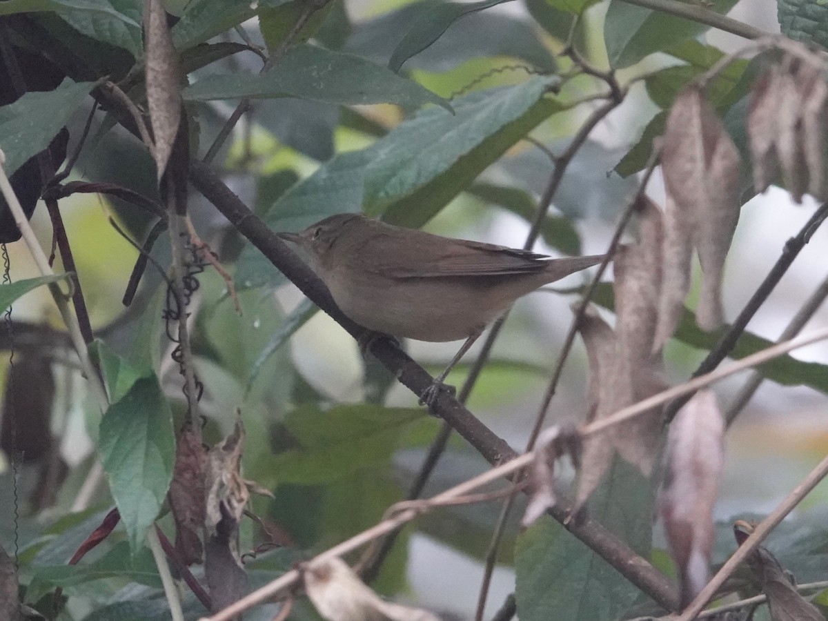 Blyth's Reed Warbler - ML623667178