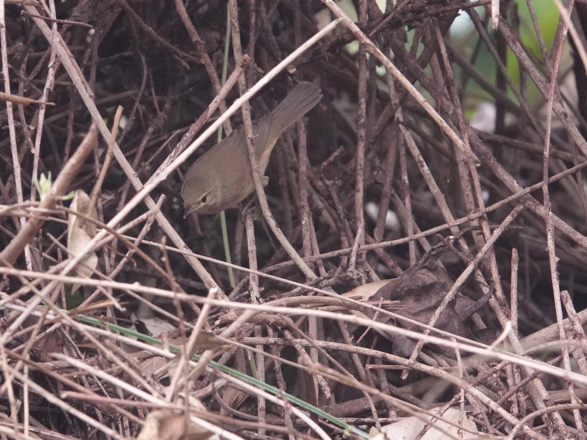 Blyth's Reed Warbler - ML623667179