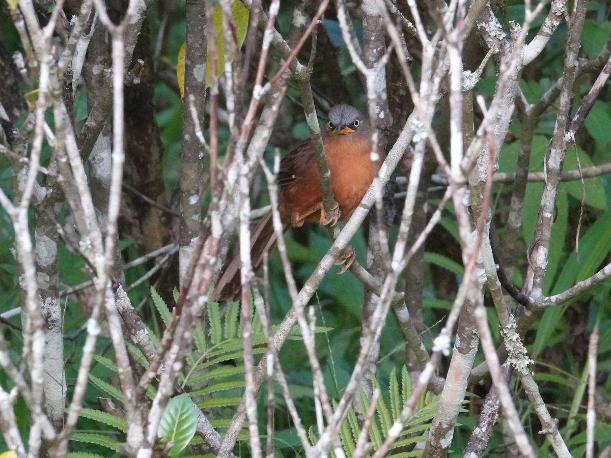 Rufous Babbler - ML623667200