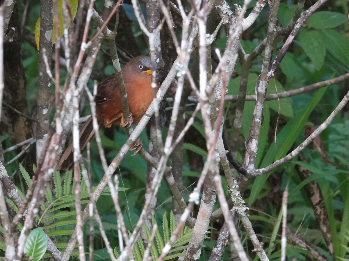 Rufous Babbler - ML623667201